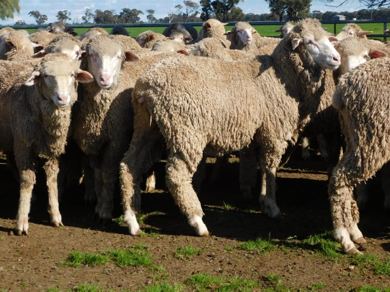 400 Poll Merino Wether Lambs, Willera Blood, Serpentine VIC - Agora Livestock listing ER6I5YX