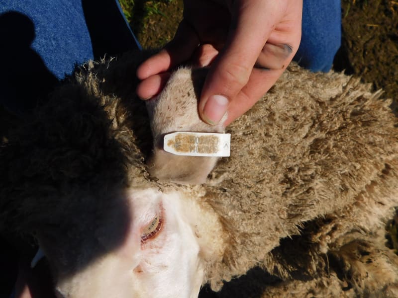 192 Unjoined Poll Merino Ewe Lambs, Serpentine VIC - Agora Livestock listing QVPIL6N