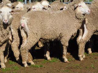 400 Poll Merino Wether Lambs, Willera Blood, Serpentine VIC - Agora Livestock listing ER6I5YX
