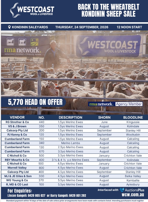 Back To the WA wheatbelt Kondinin Sheep Sale ( Thursday Sep 24 12noon WST 5770  Ewes - A+ Interface ), Kondinin WA - Agora Livestock listing OKVIN2M