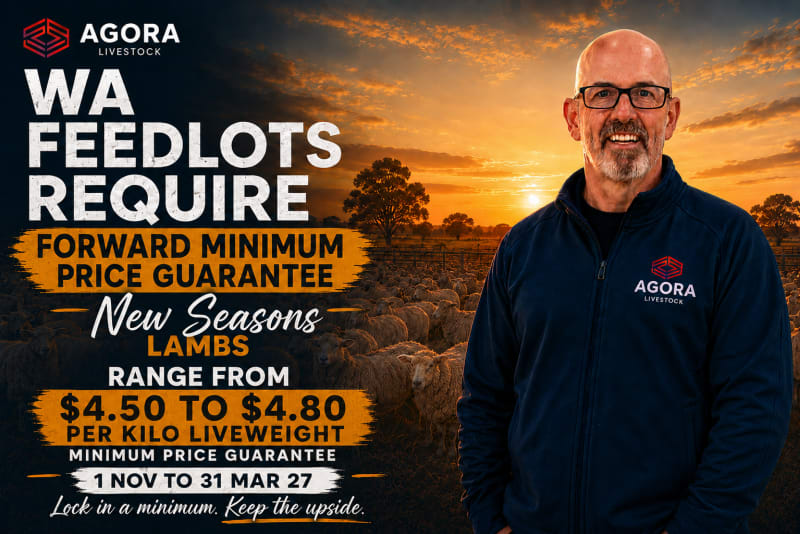 WA Feedlots Require New season XB lamb minimum price guarantee, Vendors Property WA - Agora Livestock listing LKPIZMY