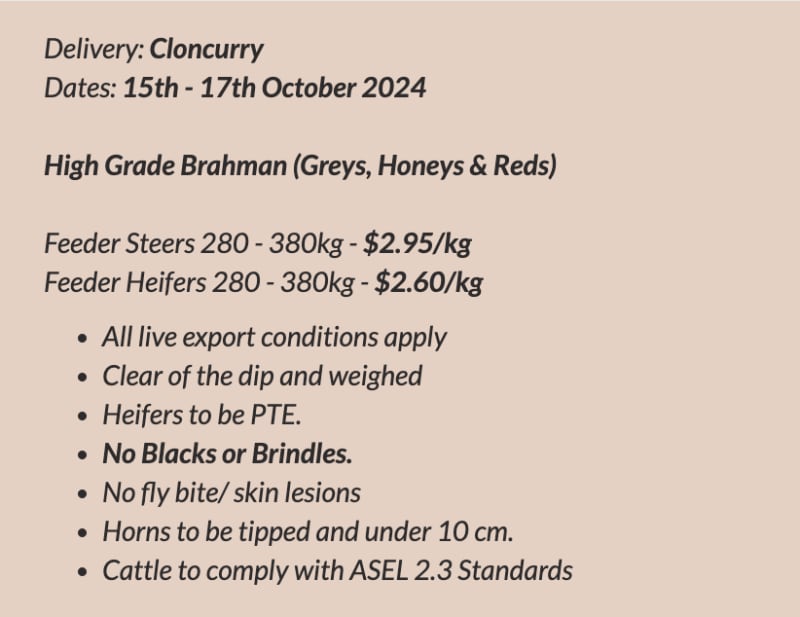Brahman Feeder Steers, Live Export Order, Cloncurry QLD - Agora Livestock listing 7NLIO4