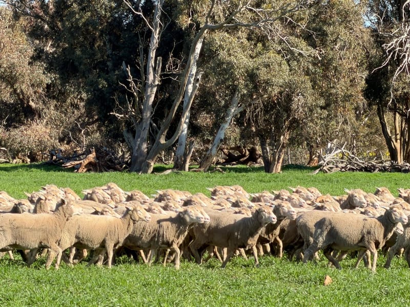 300 NSM/Unjoined MPM Merino / Merino Tech / Moojepin Performance bred Ewes, Vendors Property WA - Agora Livestock listing 01KA0QW