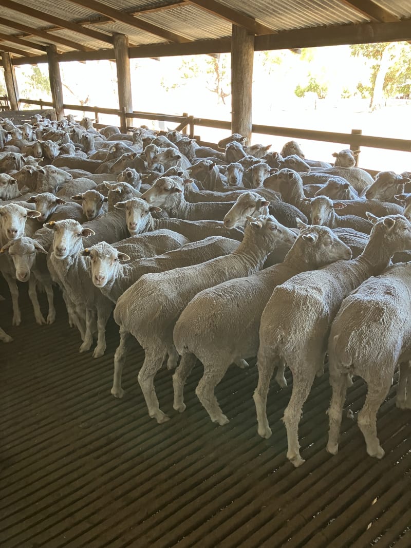 Superfine Merino Ewes, Owner Bred, 15-16 Micron, Kojonup WA - Agora Livestock listing 6XZIP7