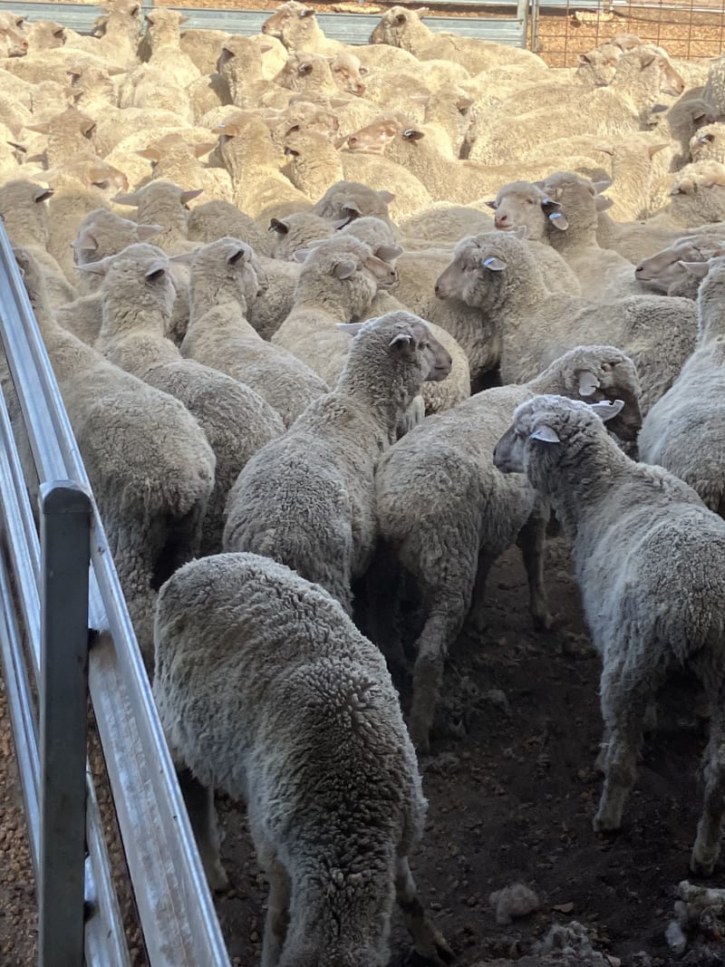 200 Purebred MPM Merino Wether Store Lambs, Kojonup WA - Agora Livestock listing PZPIYM