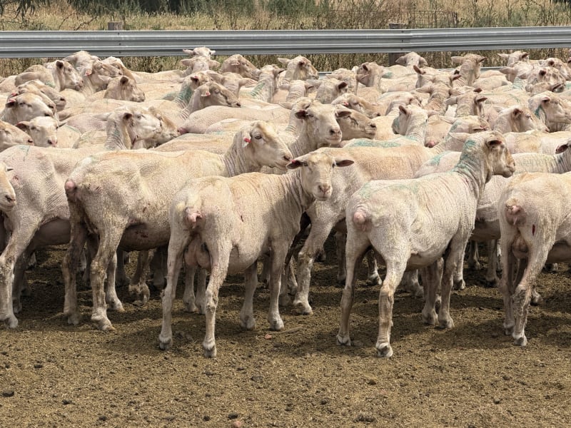 200 Poll Merino Ewes, Karcultaby SA - Agora Livestock listing ER6IPOZ