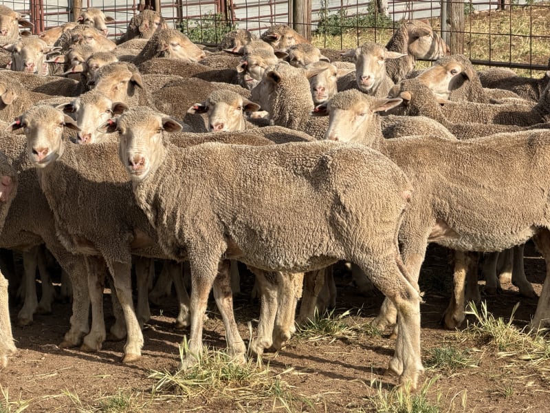 177 Baderloo Blood Poll Merino Breeding Ewes, Ceduna SA - Agora Livestock listing R2PC0M0