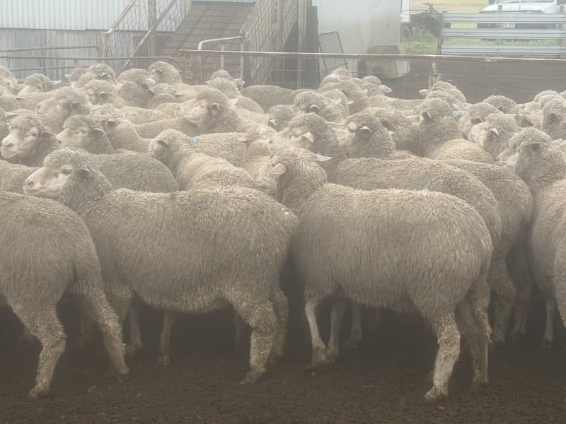 202 NSM/Unjoined Poll Merino Ewes, Blue Tag, Karcultaby SA - Agora Livestock listing NDPI2NN