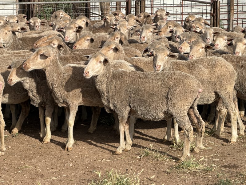 177 Baderloo Blood Poll Merino Breeding Ewes, Ceduna SA - Agora Livestock listing R2PC0M0