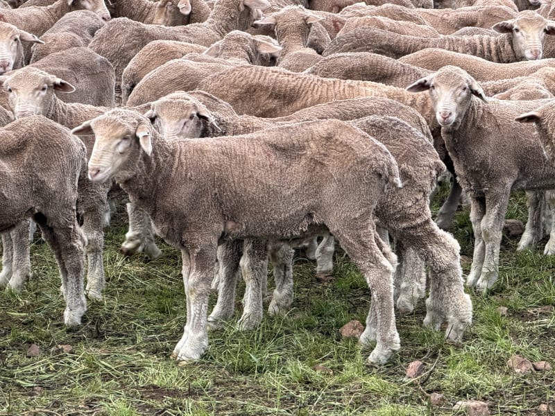 360 Poll Merino Wether Lambs, Rices Creek Blood, Neales Flat SA - Agora Livestock listing 1N0I7PD