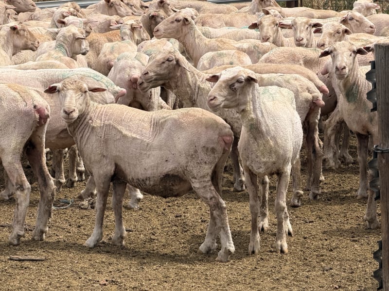 200 Poll Merino Ewes, Karcultaby SA - Agora Livestock listing ER6IPOZ