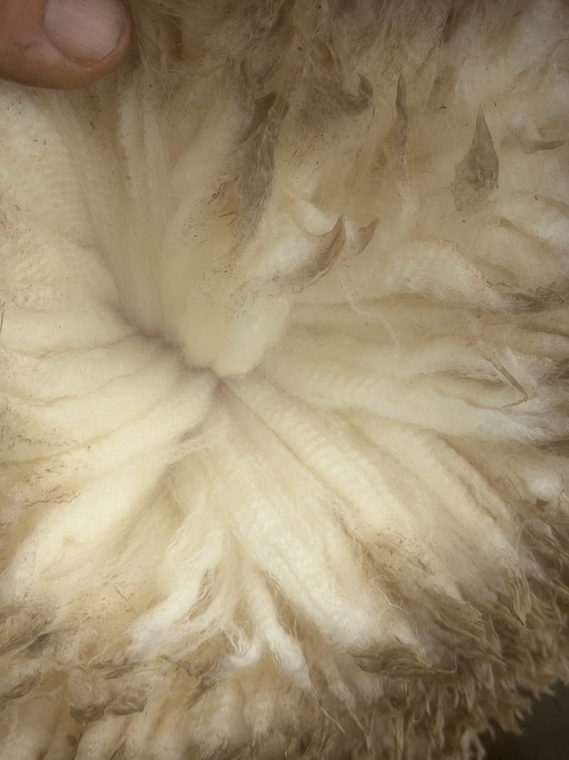 202 NSM/Unjoined Poll Merino Ewes, Blue Tag, Karcultaby SA - Agora Livestock listing NDPI2NN