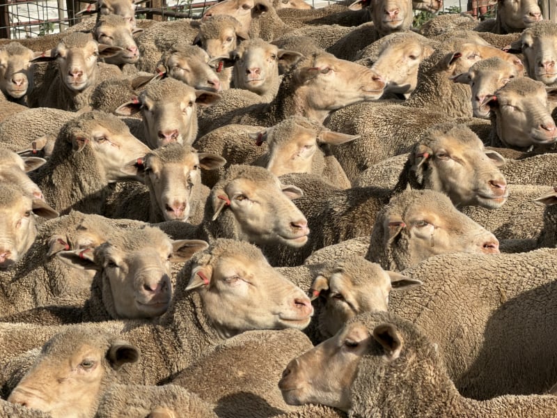 177 Baderloo Blood Poll Merino Breeding Ewes, Ceduna SA - Agora Livestock listing R2PC0M0