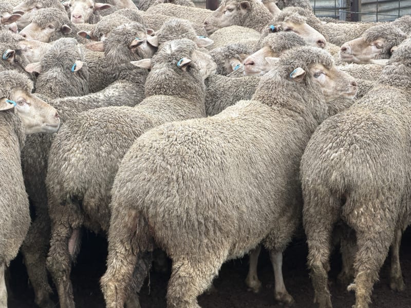 202 NSM/Unjoined Poll Merino Ewes, Blue Tag, Karcultaby SA - Agora Livestock listing NDPI2NN