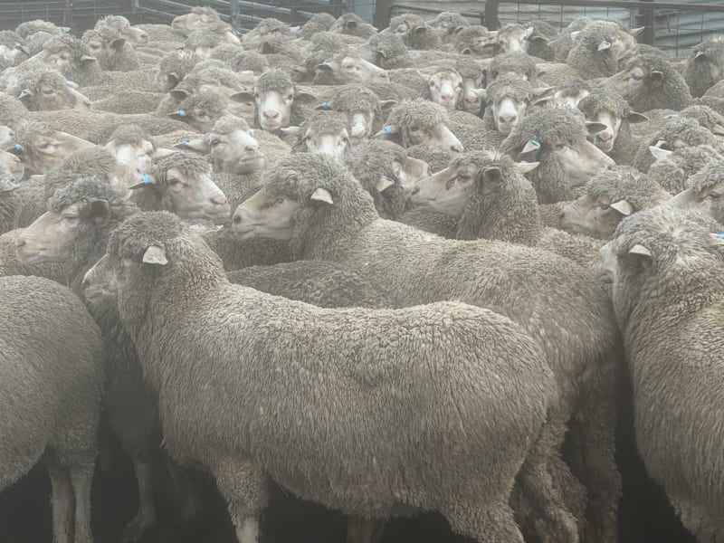 202 NSM/Unjoined Poll Merino Ewes, Blue Tag, Karcultaby SA - Agora Livestock listing NDPI2NN