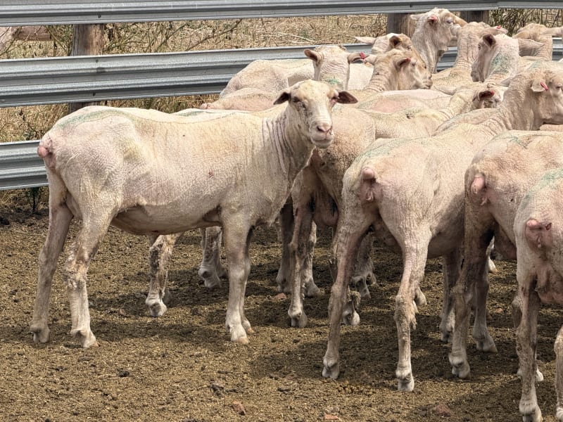 200 Poll Merino Ewes, Karcultaby SA - Agora Livestock listing ER6IPOZ