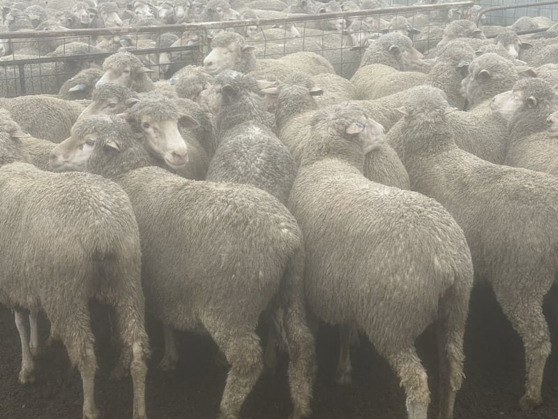 202 NSM/Unjoined Poll Merino Ewes, Blue Tag, Karcultaby SA - Agora Livestock listing NDPI2NN