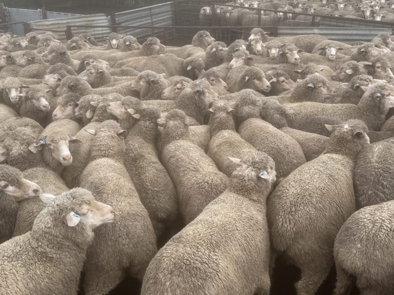 202 NSM/Unjoined Poll Merino Ewes, Blue Tag, Karcultaby SA - Agora Livestock listing NDPI2NN