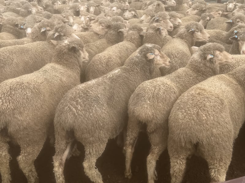202 NSM/Unjoined Poll Merino Ewes, Blue Tag, Karcultaby SA - Agora Livestock listing NDPI2NN