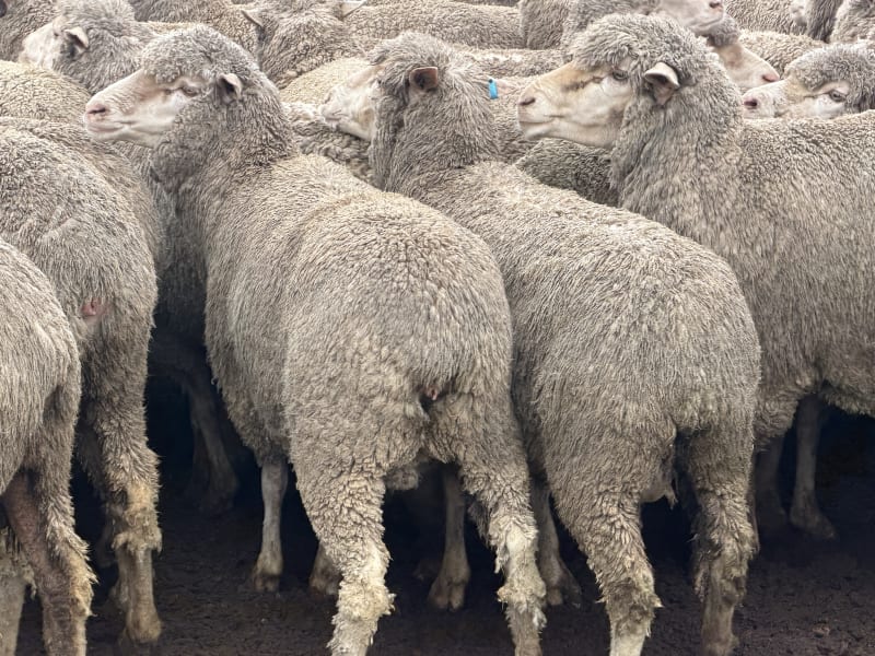 202 NSM/Unjoined Poll Merino Ewes, Blue Tag, Karcultaby SA - Agora Livestock listing NDPI2NN