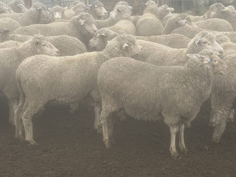 202 NSM/Unjoined Poll Merino Ewes, Blue Tag, Karcultaby SA - Agora Livestock listing NDPI2NN
