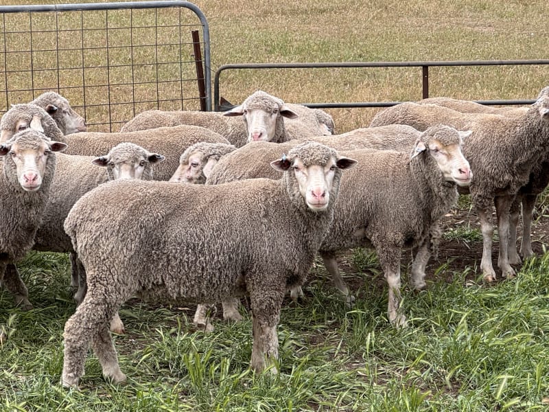 2.5yo Poll Merino Ewes, Glenville Blood, M&TS, Keyneton SA - Agora Livestock listing Y4LU5VN