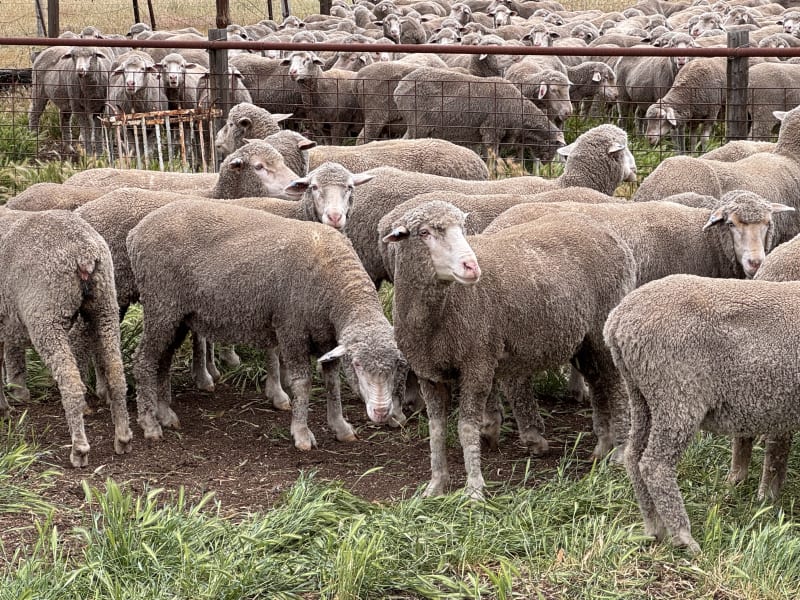 2.5yo Poll Merino Ewes, Glenville Blood, M&TS, Keyneton SA - Agora Livestock listing Y4LU5VN