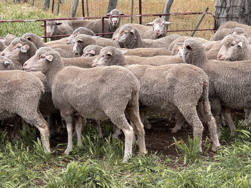 2.5yo Poll Merino Ewes, Glenville Blood, M&TS, Keyneton SA - Agora Livestock listing Y4LU5VN