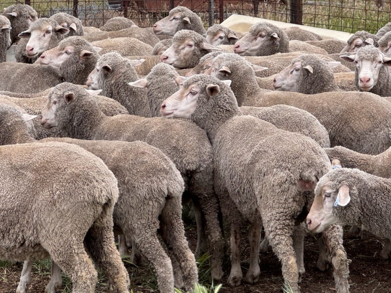 2.5yo Poll Merino Ewes, Glenville Blood, M&TS, Keyneton SA - Agora Livestock listing Y4LU5VN