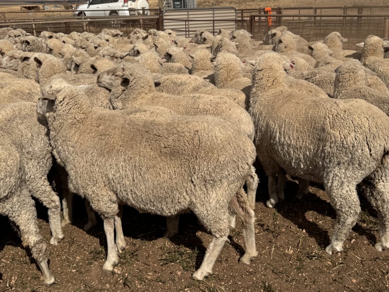 203 Poll Merino Ewes, Aug/Sept 22 Drop, Maramville Blood, Penong SA - Agora Livestock listing 7NLIDRQ