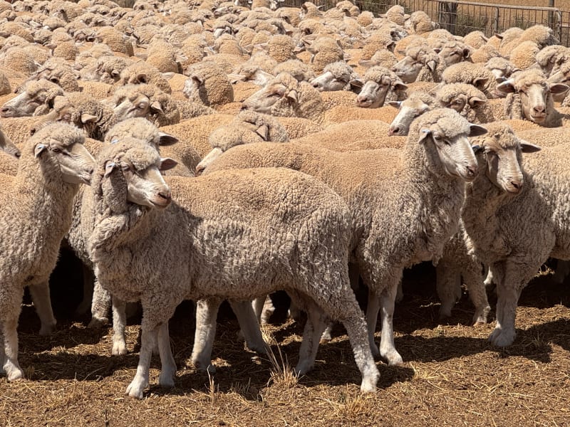 849 Poll Merino Ewes, Aug/Sept 23 Drop, Maramville Blood, Penong SA - Agora Livestock listing Y4LU5KN