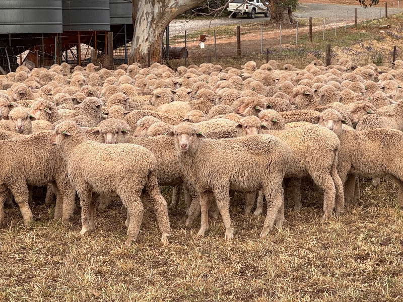 441 Poll Merino Wether Suckers, White Tags, Tanunda SA - Agora Livestock listing 6XZIRMY