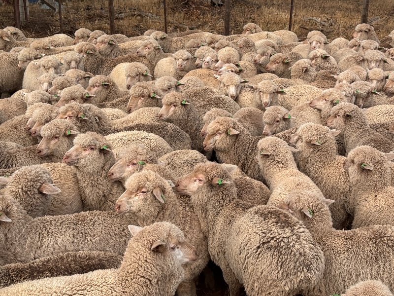 441 Poll Merino Wether Suckers, White Tags, Tanunda SA - Agora Livestock listing 6XZIRMY