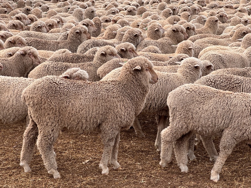 441 Poll Merino Wether Suckers, White Tags, Tanunda SA - Agora Livestock listing 6XZIRMY