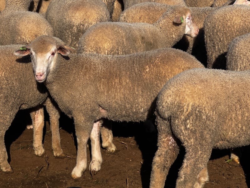 400 Mixed Sex Suckers, Mindarie SA - Agora Livestock listing 7NLIDQR