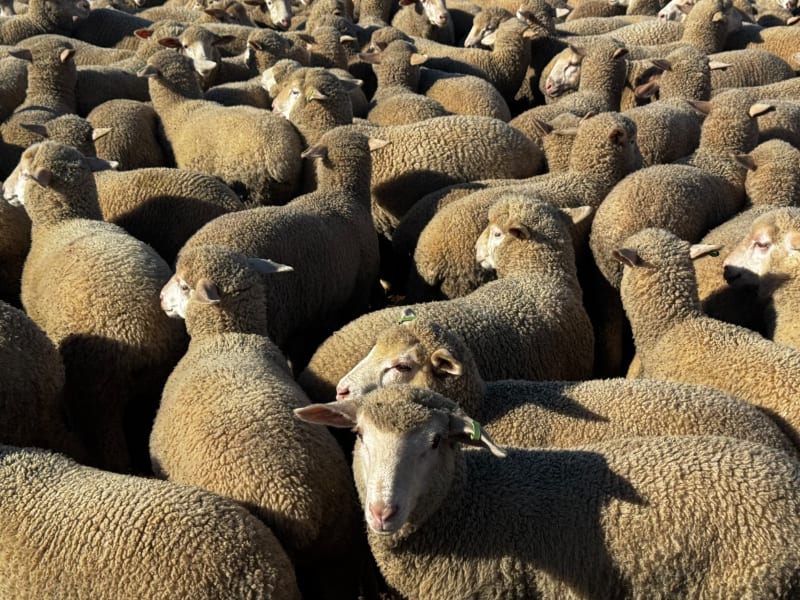 400 Mixed Sex Suckers, Mindarie SA - Agora Livestock listing 7NLIDQR