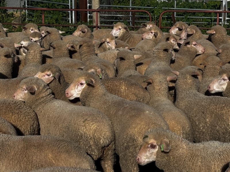 400 Mixed Sex Suckers, Mindarie SA - Agora Livestock listing 7NLIDQR