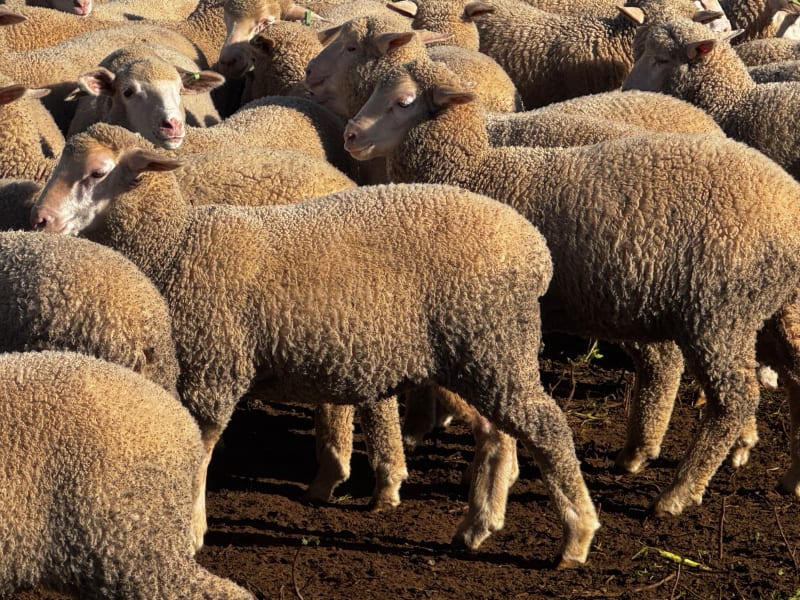 400 Mixed Sex Suckers, Mindarie SA - Agora Livestock listing 7NLIDQR