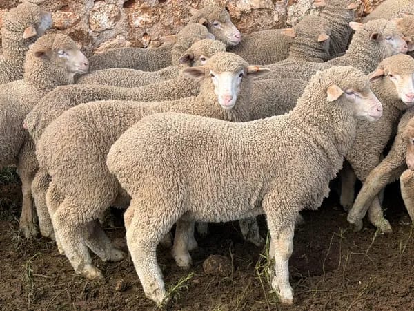 168 Merino Wether Suckers, Neales Flat SA - Agora Livestock listing 7NLIDOR