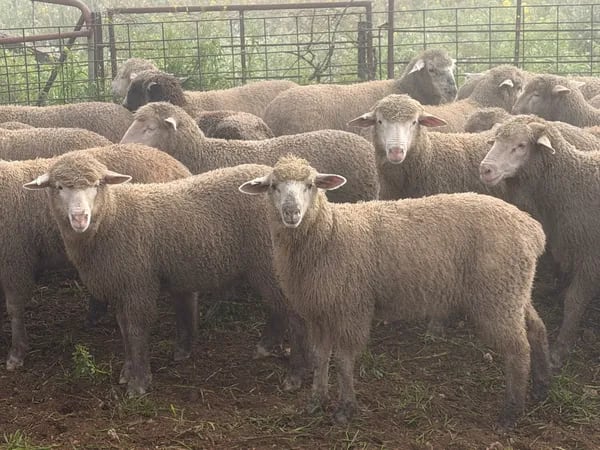 122 store lambs for auction, Mannum SA - Agora Livestock listing K2PCL2L