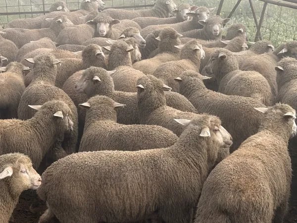 122 store lambs for auction, Mannum SA - Agora Livestock listing K2PCL2L