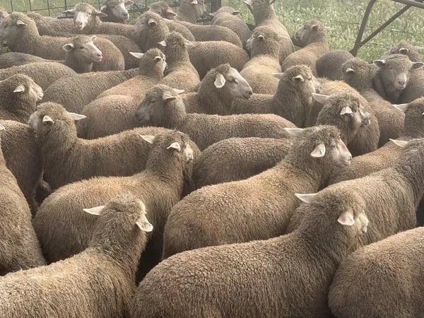 122 store lambs for auction, Mannum SA - Agora Livestock listing K2PCL2L