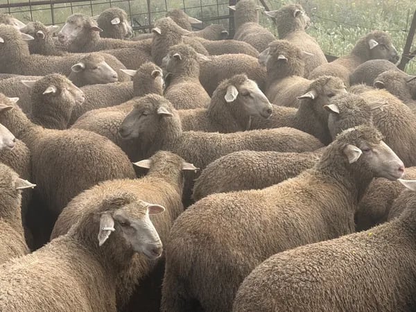 122 store lambs for auction, Mannum SA - Agora Livestock listing K2PCL2L
