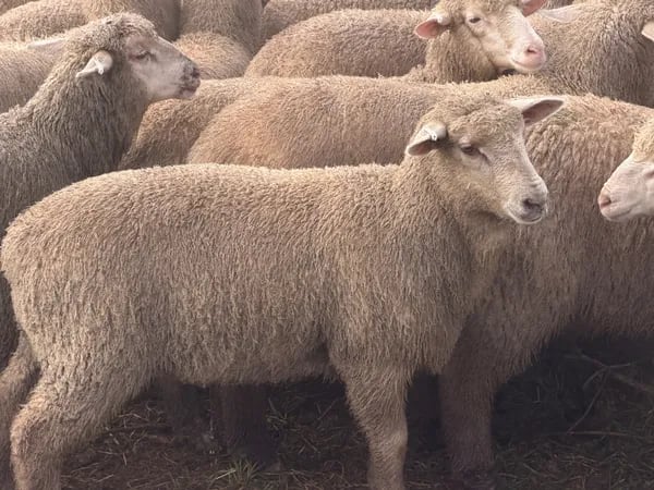 122 store lambs for auction, Mannum SA - Agora Livestock listing K2PCL2L