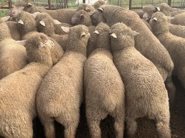 122 store lambs for auction, Mannum SA - Agora Livestock listing K2PCL2L