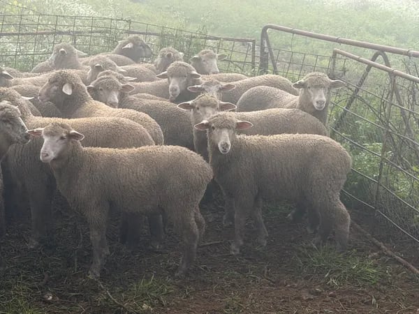 122 store lambs for auction, Mannum SA - Agora Livestock listing K2PCL2L