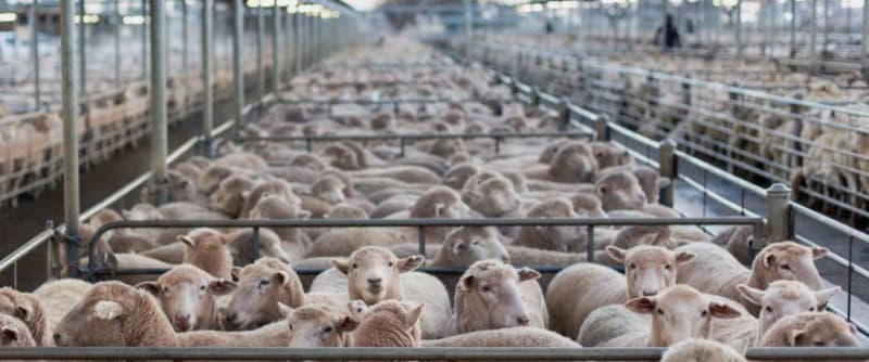 Require ex WA Great Southern and south XB Feeder lamb, Great Southern & South WA WA - Agora Livestock listing 1N0IO43