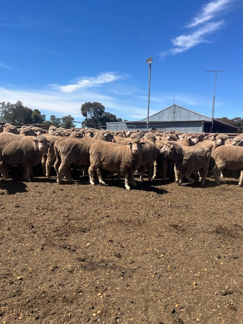 295 Blue tag (23 drop ) Large frame  Merino Ewes, Yilliminning WA - Agora Livestock listing Y4LUEXM