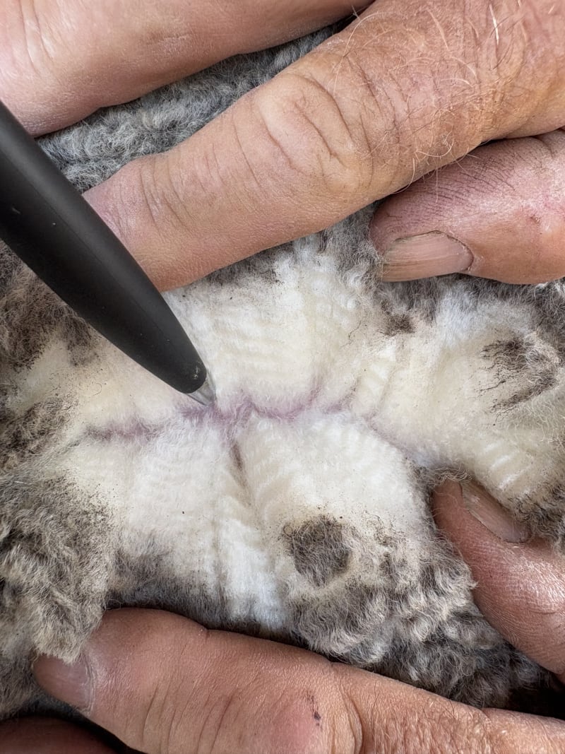 322 Purebred Merino Ewes, 17-18 Micron, Woodyarrup Blood, Kojonup WA - Agora Livestock listing R2PC224
