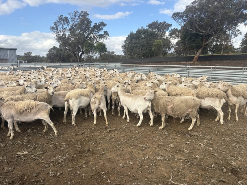 392 Mixed age  Ultra White Ewes, Top Hillcroft Genetics, Kojonup WA, Kojonup WA - Agora Livestock listing R2PC020